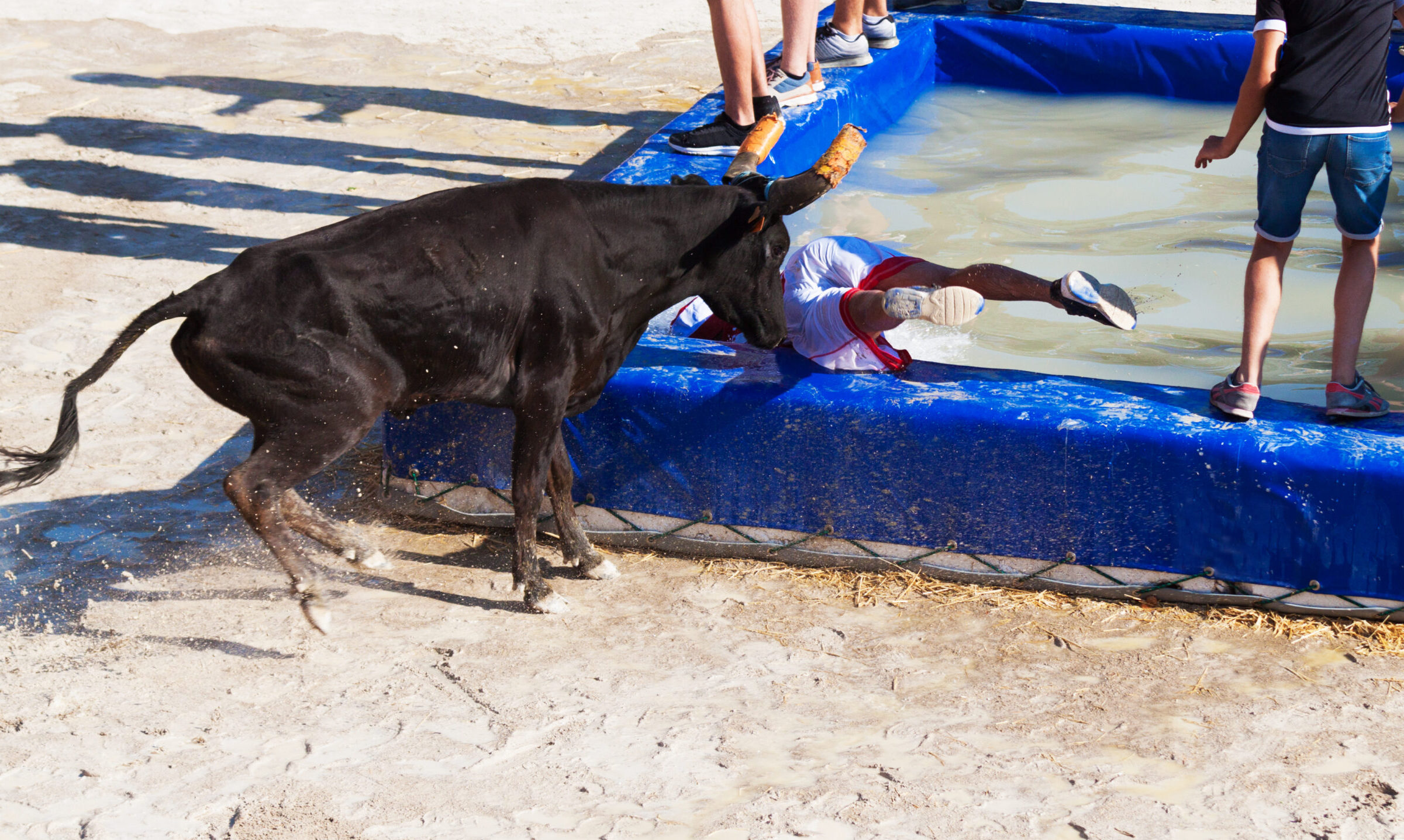 taureau piscine